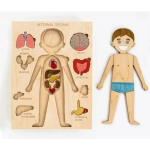 Boyanabilir Ahşap Erkek Vücudu ve Organları Yapboz Puzzle
