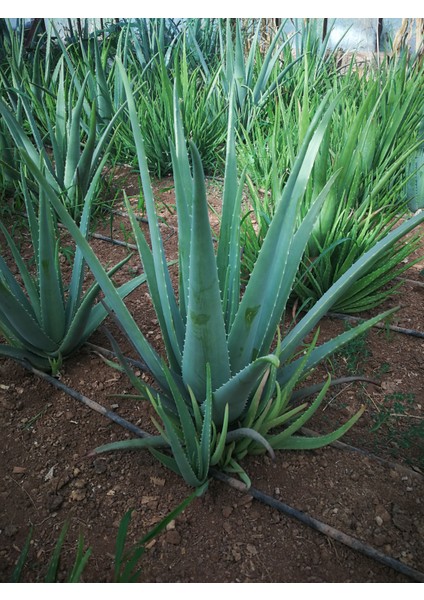 Akdeniz Aloe Vera Aloe Vera Yaprağı - Jel Için 2 Kg. Taze Yaprak