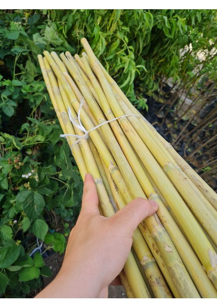 Bambu Fidan Bitki Destek Çubuğu 20 Adet 2 Metre Boy