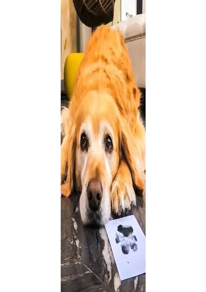 Evcil Hayvan Kedi Köpek Pati Izi Seti - Toksik Olmayan Mürekkepsiz Baskı Kiti