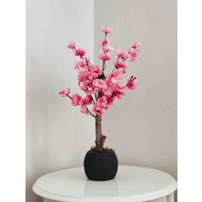Cennet Home Minik Bahardalı Ağacı Pembe Renkli Balkon Çiçeği