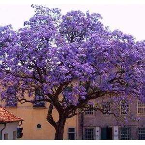 Dünya'nın En Hızlı Büyüyen Ağacı Paulownia Fidanı Boy 20 - 40 cm 10 Adet Fidan