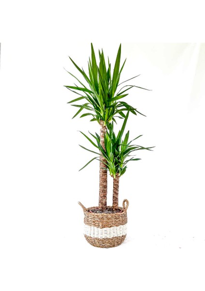 Yuka Bitkisi (Yucca Massengena) 2 Gövdeli Beyaz Şeritli Hasır Saksılı 80-100 cm