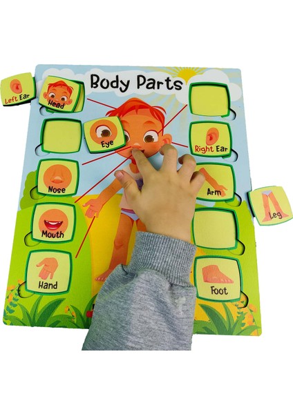 Gift Plus Bul ve Tak Ingilizce Eğitici Çocuk Oyuncak Puzzle Yapboz Vücüt Organları