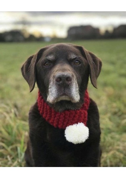 Asaletim Yeter, Büyük & Orta Irk Köpek Boyunluk,atkı,aksesuar,tasma,trend El Örmesi Köpek Kıyafeti