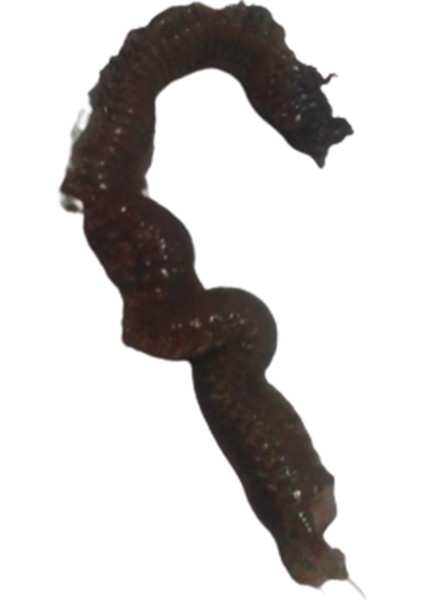 Yem Takma Şişi