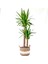 Yuka Bitkisi (Yucca Massengena) 2 Gövdeli Beyaz Şeritli Hasır Saksılı 80-100 cm 1