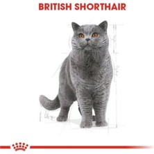 Royal Canin British Shorthair Adult Kedi Kuru Maması 2 Kg, British Shorthair 2 Adet Yaş Kedi Maması Hediyeli