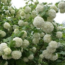 Ebruli Tüplü Beyaz Çiçekli (Kokuklu ) Kartopu Viburnum Fidanı