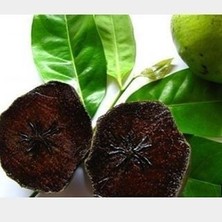 Ebruli Black Sapote Çikolata Meyvesi, 20-40 Cm, Tüplü