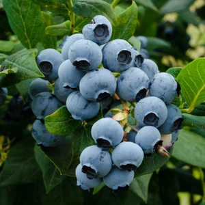 Berke Fidancılık Sharpblue Yaban Mersini Fidanı