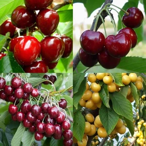 Tropik Market 4 Çeşit Kiraz Fidanı Paketi