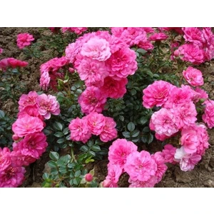 Tüplü Pembe Yediveren Gül Fidanı - Kokulu