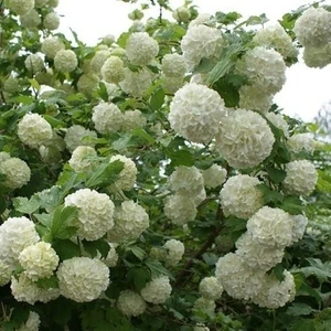 Tüplü Beyaz Çiçekli (Kokuklu ) Kartopu Viburnum Fidanı