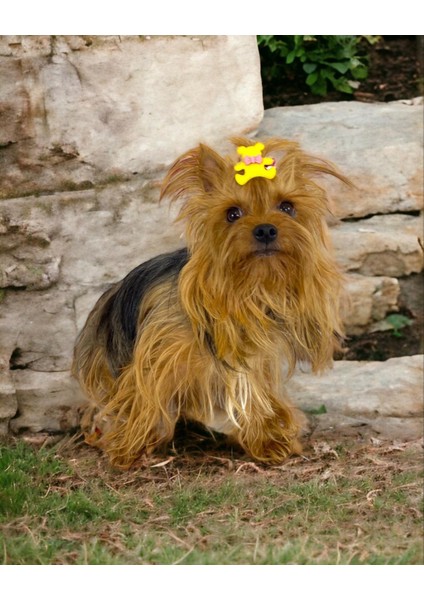 Köpek Tokası Teddy Serisi Yellow