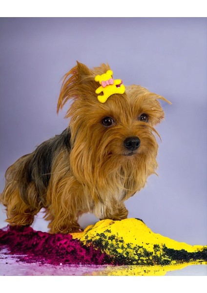 Köpek Tokası Teddy Serisi Yellow fiyatları