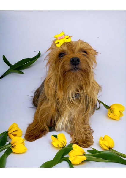 Köpek Tokası Teddy Serisi Yellow modelleri