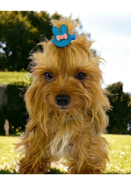 Köpek Tokası Bunny Serisi Blue Toka