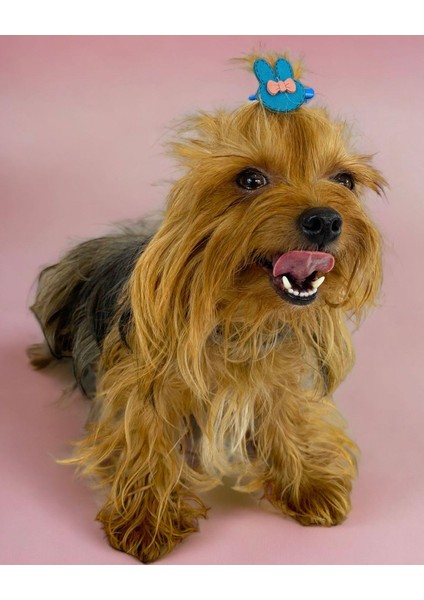 Köpek Tokası Bunny Serisi Blue Toka fiyatları