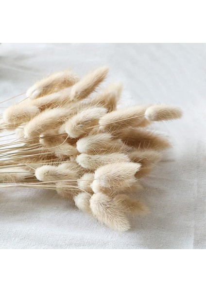 Lot Of 100 Doğal Kurutulmuş Oval Pampas Çiçeği (Yurt Dışından)