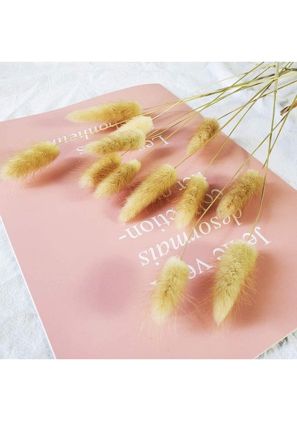 Lot Of 100 Doğal Kurutulmuş Oval Pampas Çiçeği (Yurt Dışından) modelleri