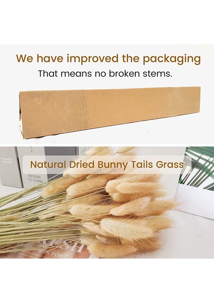 Lot Of 100 Doğal Kurutulmuş Oval Pampas Çiçeği (Yurt Dışından) fırsatları