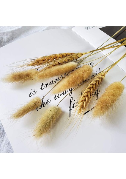 Lot Of 100 Doğal Kurutulmuş Oval Pampas Çiçeği (Yurt Dışından) indirimleri