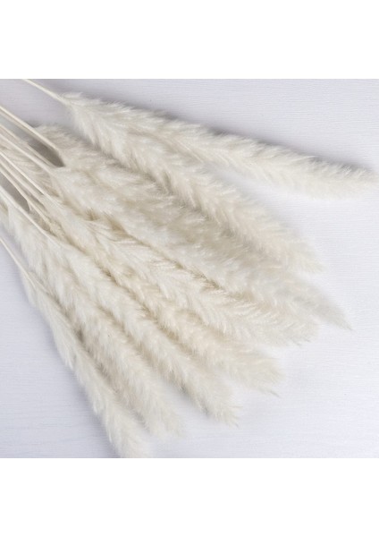 15X Kurutulmuş Pampas Otu Kurutulmuş Çiçek Buketleri, Beyaz (Yurt Dışından) modelleri