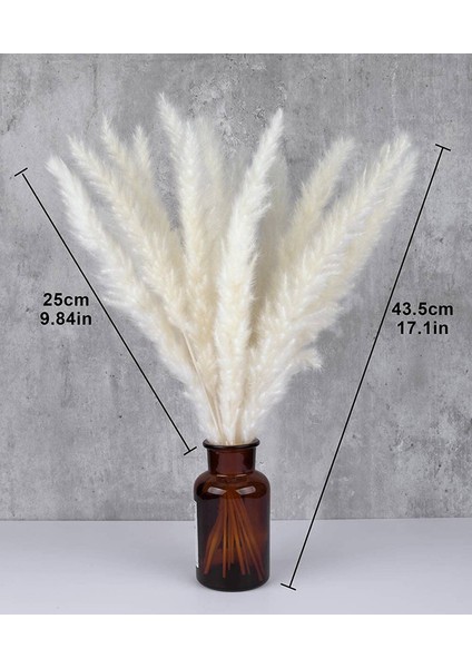 15X Kurutulmuş Pampas Otu Kurutulmuş Çiçek Buketleri, Beyaz (Yurt Dışından) fırsatları