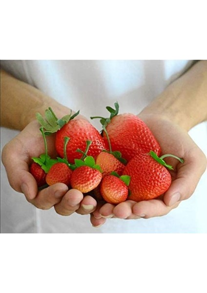 10 Adet Kırmızı Plastik Yapay Meyve Çilek Modeli (Yurt Dışından) indirimleri