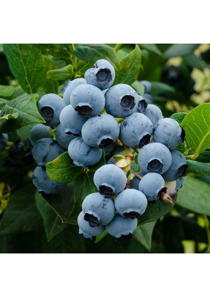 Sharpblue Yaban Mersini Fidanı