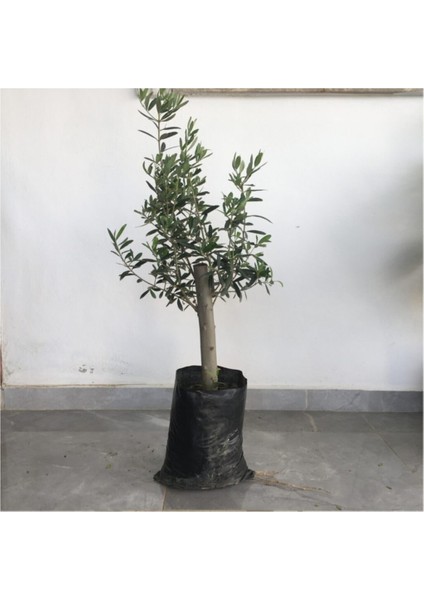 Gemlik Zeytin Fidanı 2yaş( 50 Ila 60 cm Boy)