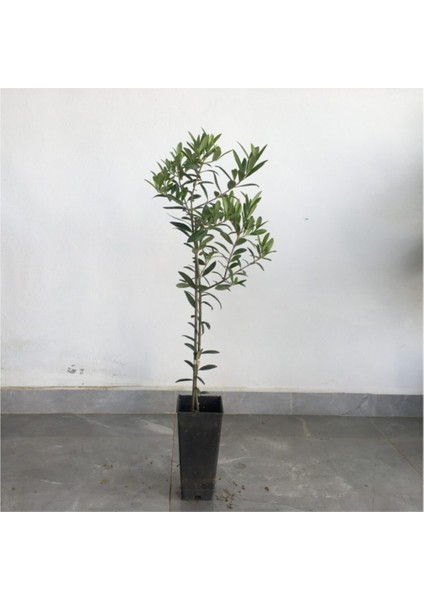 5 Adet Saksılı Tam Bodur Arbequina Zeytin Fidanı 1 Yaş - 40-60 cm Boy