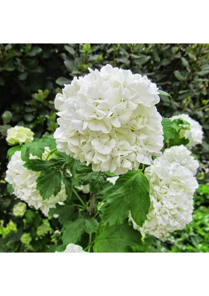 Tüplü Beyaz Çiçekli (Kokuklu ) Kartopu Viburnum Fidanı