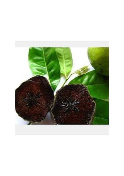 Black Sapote Çikolata Meyvesi, 20-40 Cm, Tüplü