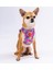 Air-Mesh Rosea Camouflage Köpek Göğüs Tasması 3
