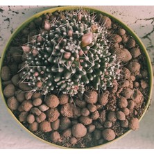 Pagoda Mammillaria Painteri Monstruosa-8,5 cm Saksı-Ref 11F