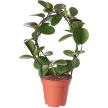 Toru Bahçe Mum Çiçeği (Hoya Carnosa) 5/15 cm Arası