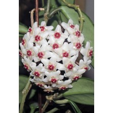 Toru Bahçe Mum Çiçeği (Hoya Carnosa) 5/15 cm Arası