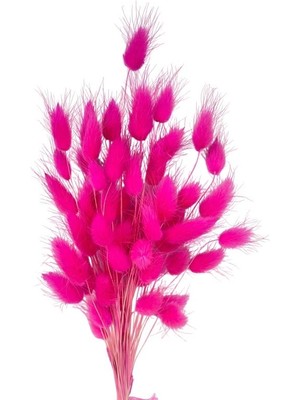 Netten Evime Kuru Çiçek Doğal Fuşya Pamuk Otu 10GRAM 1. Kalite Şoklanmış Bozulmaz