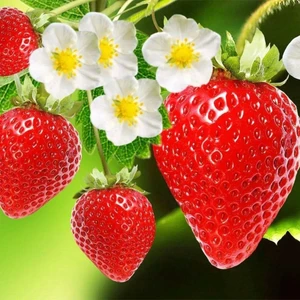 yediveren Çilek Tohumu Geleneksel