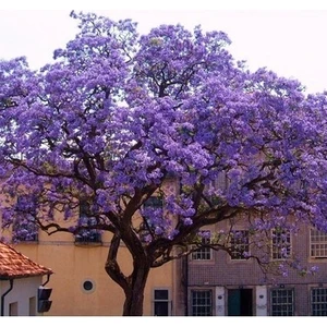 Dünya'nın En Hızlı Büyüyen Ağacı Paulownia Fidanı(boy 20 ila 40cm)