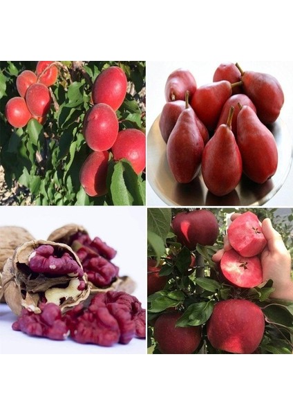 Tüplü Kırmızı Meyve Fidanı Paketi