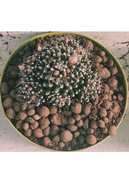 Mammillaria Painteri Monstruosa-8,5 cm Saksı-Ref 11F