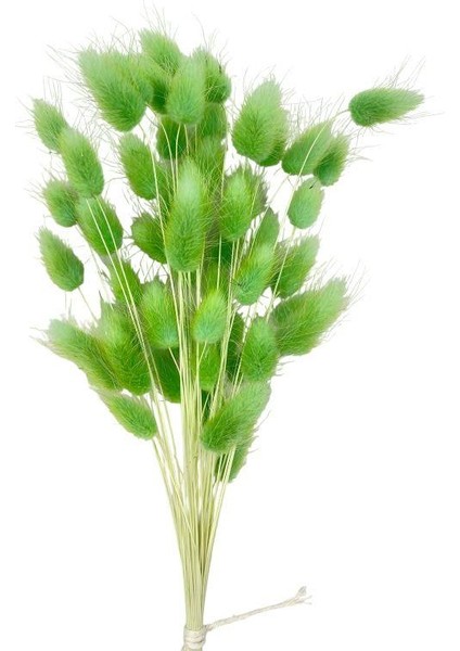 Netten Evime Kuru Çiçek Doğal Çimen Yeşil Pamuk Otu 10GRAM 1. Kalite Şoklanmış Bozulmaz fırsatları