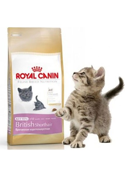 British Shorthair Kitten Yavru Kedi Maması 2 kg