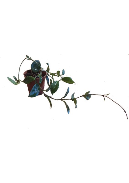 Toru Bahçe Mum Çiçeği (Hoya Carnosa) 5/15 cm Arası