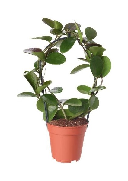 Toru Bahçe Mum Çiçeği (Hoya Carnosa) 10 cm Üzeri