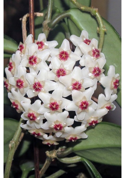 Toru Bahçe Mum Çiçeği (Hoya Carnosa) 10 cm Üzeri