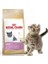 British Shorthair Kitten Yavru Kedi Maması 2 kg 1